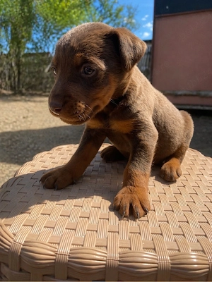 jagd terrier jagdterrier