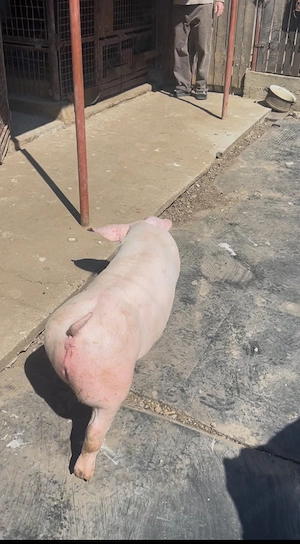 Vând purcei și porci mari 