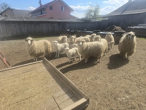 Vand 7 oi cu 7 miei si un berbec rasa turcana - imagine 3