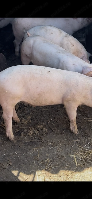 Vând purcei și porci mari  - imagine 3