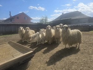 Vand 7 oi cu 7 miei si un berbec rasa turcana - imagine 4