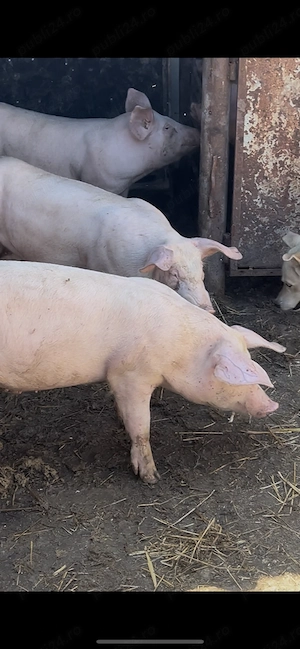 Vând purcei și porci mari  - imagine 4