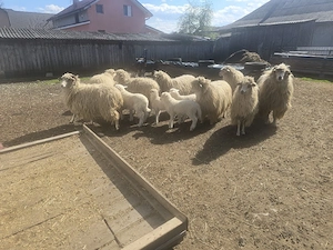 Vand 7 oi cu 7 miei si un berbec rasa turcana - imagine 2