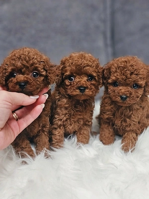 Toy pudel si miniature pudel - imagine 2