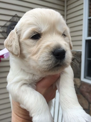 Golden Retriever 
