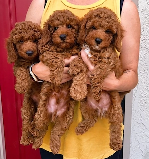 Toy pudel si miniature pudel - imagine 5