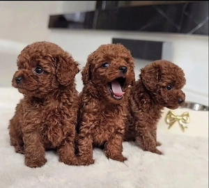 Toy pudel si miniature pudel - imagine 3