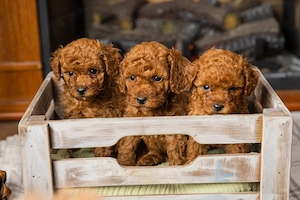 Toy pudel si miniature pudel - imagine 4