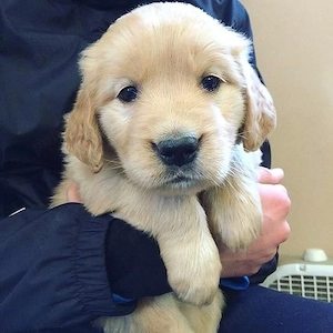 Golden Retriever  - imagine 3
