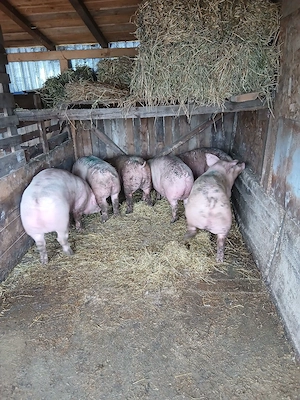 porci de vanzare - imagine 2