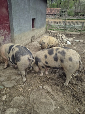 vand porci grasi  - imagine 3