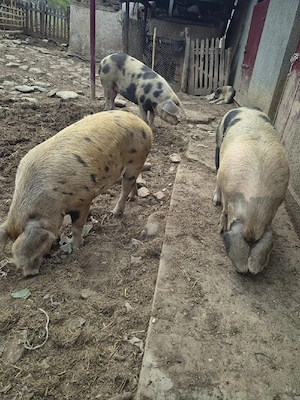 vand porci grasi  - imagine 2