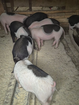 vand purcei - imagine 2