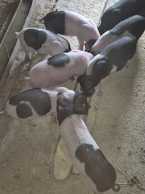 vand purcei - imagine 5