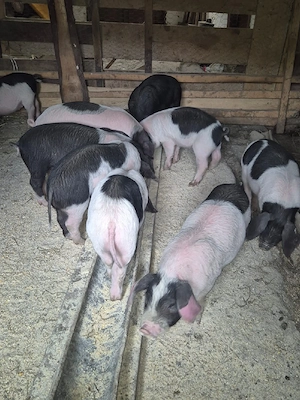 vand purcei - imagine 4