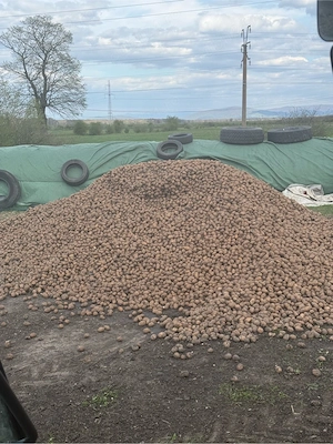 vand cartofi pentru animale 