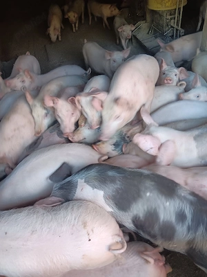 Purcei De Vânzare 15-30 kg 