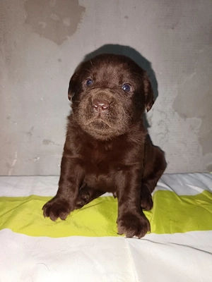 Labrador Retriever Mascul - imagine 3