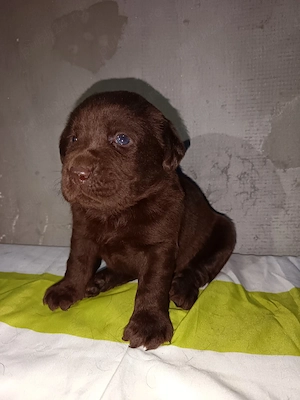 Labrador Retriever Mascul - imagine 4