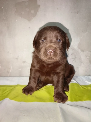 Labrador Retriever Mascul - imagine 2