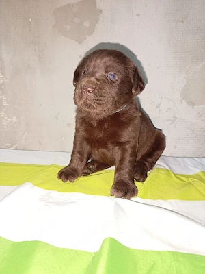 Labrador Retriever Mascul