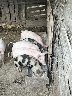 Purcei 7 saptamani - imagine 3