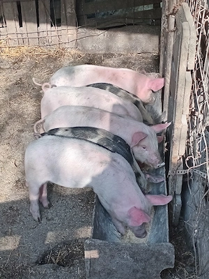 Purcei 7 saptamani - imagine 2