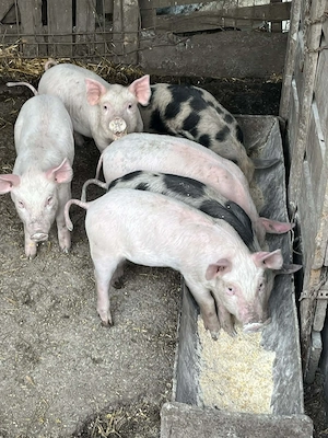 Purcei 7 saptamani - imagine 4