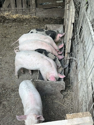 Purcei 7 saptamani - imagine 5