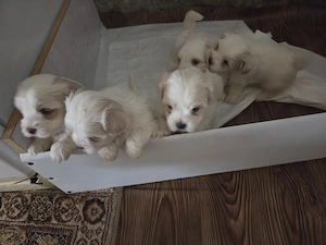 De vinzare - imagine 2