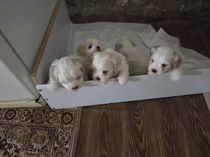 De vinzare - imagine 3