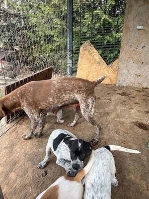 Vand pui de brac german ,foarte jucausi si prietenosi 