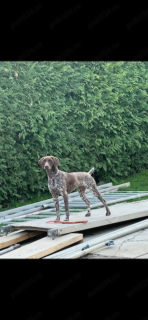 Vand pui de brac german ,foarte jucausi si prietenosi  - imagine 2