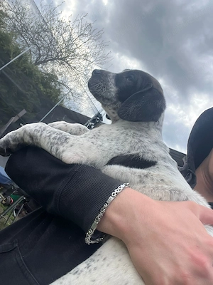 Vand pui de brac german ,foarte jucausi si prietenosi  - imagine 4