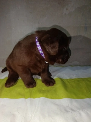 Labrador Retriever Femela  - imagine 2