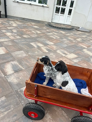 Vand pui de brac german ,foarte jucausi si prietenosi  - imagine 3