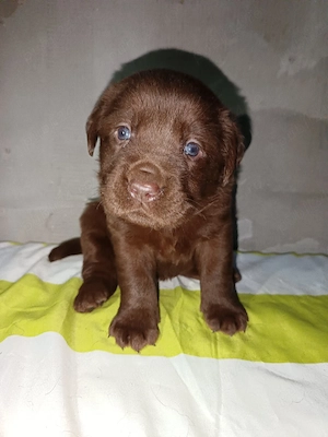 Labrador Retriever Femela  - imagine 4