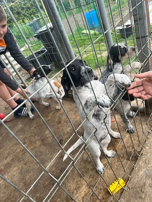 Vand pui de brac german ,foarte jucausi si prietenosi  - imagine 5