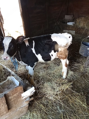 Vând tăuraș de o lună  - imagine 2