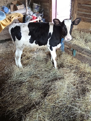 Vând tăuraș de o lună  - imagine 3