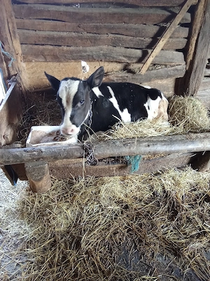 Vând tăuraș de o lună  - imagine 4