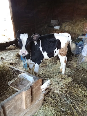 Vând tăuraș de o lună 