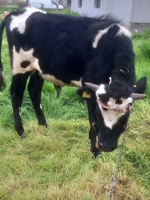 vand doi taurasi  au greutate intre 250 kg si 300 kg  - imagine 4