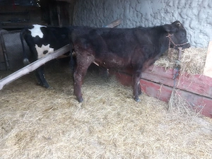 vand doi taurasi  au greutate intre 250 kg si 300 kg 