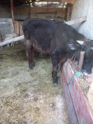 vand doi taurasi  au greutate intre 250 kg si 300 kg  - imagine 5