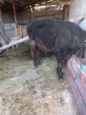 vand doi taurasi  au greutate intre 250 kg si 300 kg  - imagine 3