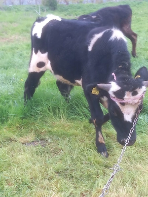 vand doi taurasi  au greutate intre 250 kg si 300 kg  - imagine 2