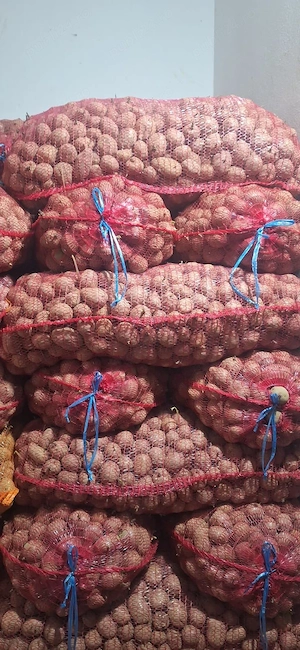 vand cartofi de samanta sau pentru animale