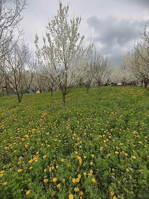 1000mp teren intravilan,livadă pruni ,Com. Starchiojd  - imagine 6