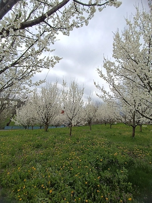 1000mp teren intravilan,livadă pruni ,Com. Starchiojd  - imagine 4